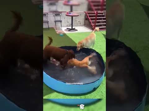 Funny and cute dogs #funnydogs#cute#doglover#doglife#cure#dogshorts#pet#usa