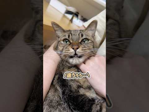 「ワイは人間やぁっ！」と、パパに向かって反論する猫