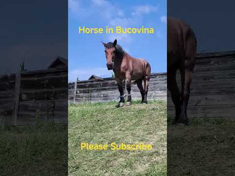 Cal din Bucovina #horse #cai #caigrei #animals #bucovina #pferde #cavalo