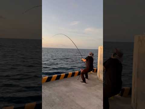 【巨大魚】港から20kg越えのガーラが釣れた