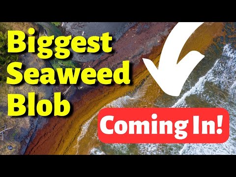 Seaweed Twice as long as The United States!