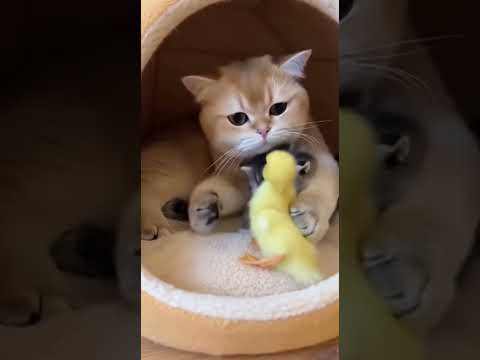 He Wasn’t One of Them… Until Mom Said Otherwise彼は家族じゃなかった…でもママが「違う」と言った。 #cat #cutepets
