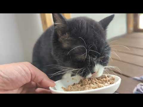 食っても食っても減らないめし