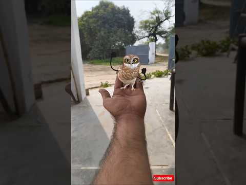 🤣 funny owl dancing #owl #dance#catdance #cat #funny #memes #love #comedy #viral #shorts