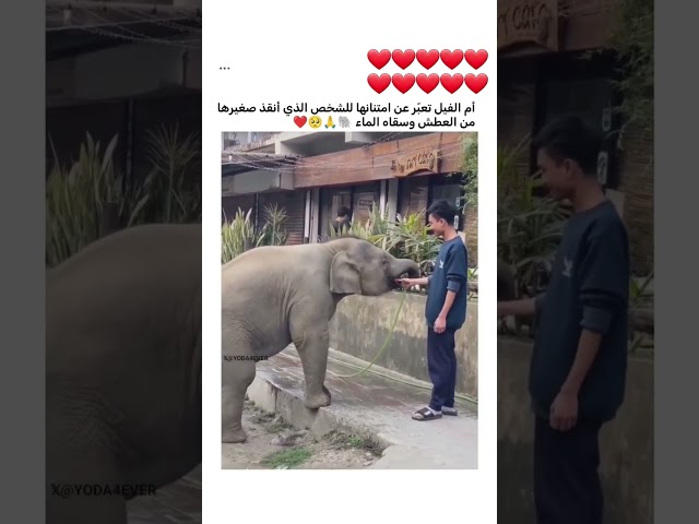 فيل صغير سقاه شخص فهذا كان رد فعل أم الفيل ❤️ #اكسبلور #جبر_الخواطر