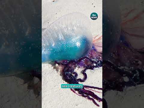 Authorities have shut down 7 miles of Costa Blanca coastline after sightings of the Blue Dragon