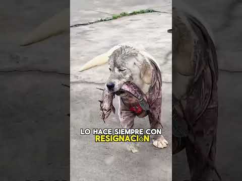 Do you like naughty thieves?#animals #Foryou #Friendship #Us