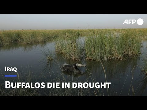 Drought in Iraqi marshes causing buffalo deaths and farmer migrations | AFP