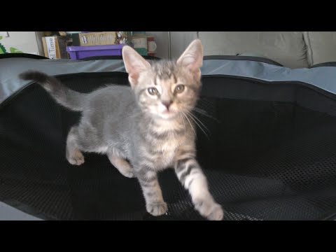 Playpen for Kittens 00:00 Playpen for Kittens
Blog_ 

Buy Playpen for Kittens on Amazon (paid link):
https_//amzn.to/4eb
