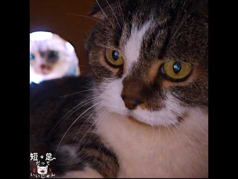 段ボール箱の内と外で小競り合いしてる短足猫たち！　#マンチカン #ジェネッタ #短足