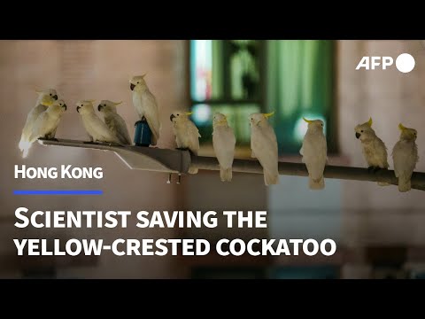 Hong Kong scientist puts hope in nest boxes to save endangered cockatoos | AFP