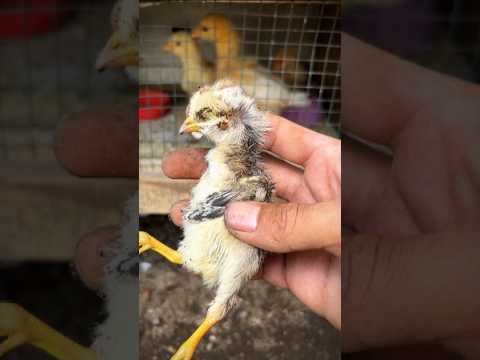 When time has run out, chick version #chickensong #shortvideo