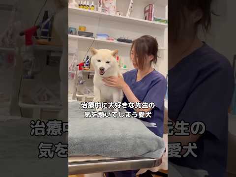 白柴のあざとい作戦に先生が優しく対応する動画【柴犬・白柴】 サムネイル
