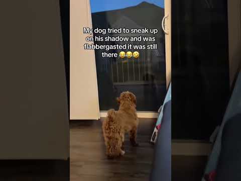 #funnydogs#cute#doglover#doglife#cure#dogshorts#pet#doglife#dogshorts