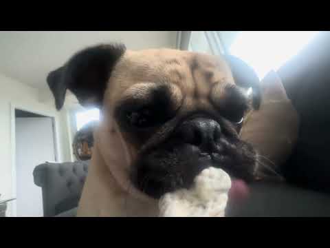 MR GUNKIE PUG ASMR - VERY RELAXING