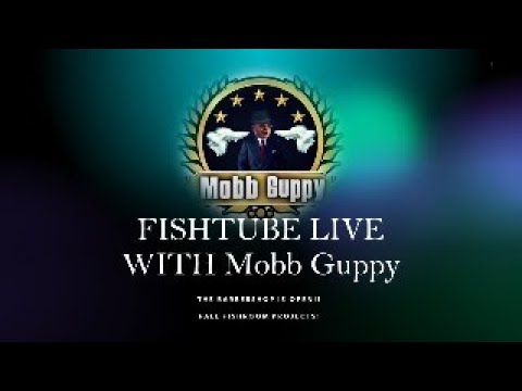 FISHTUBE LIVE_ FALL FISHROOM PROJECTS Mobb Guppy’s Fish Demand Views.  Please Subscribe, RING THAT BELL, Comment, Like and Share.  It’