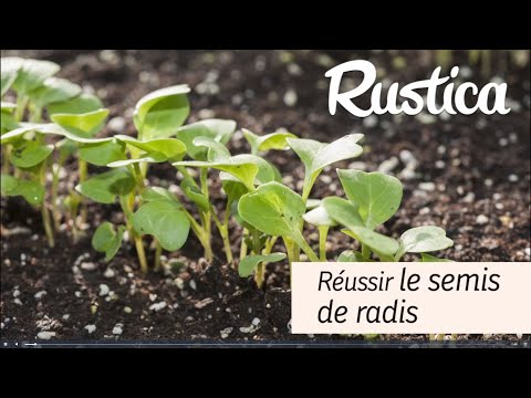 Semer un radis hâtif rond précoce Topsi