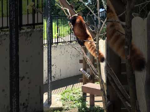 令花ちゃんがリンゴをゲット！大森山動物園のかわいいレッサーパンダの姿 サムネイル