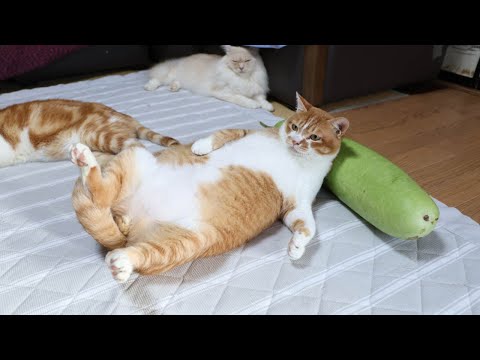 夕顔枕猫の可愛さと魅力を動画で楽しむ サムネイル