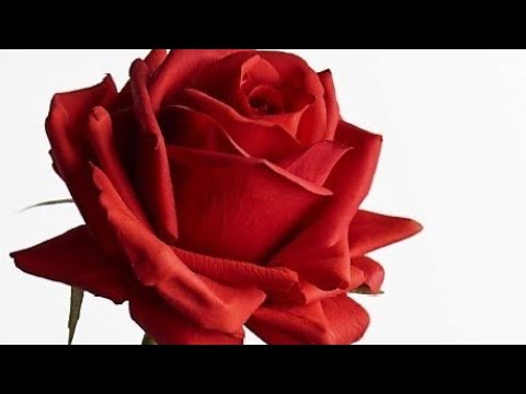 ऊपर वाला जो करता है सही करता है व्यथ चिंता ना करें अपना काम करते रहें !!❤️राधे राधे जय माता दी