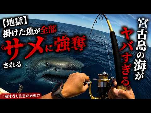 【地獄】掛けた魚が全部サメに強奪される宮古島の海がヤバすぎる。※遊泳者も注意が必要!?