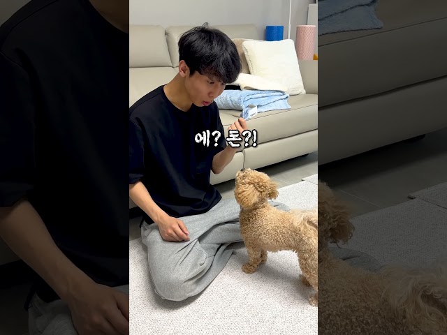 간식비 벌어오는 도둑강아지 #시트콤