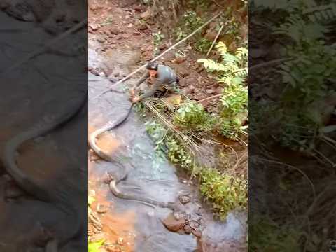A truly massive 🐍 snake #cobra #indonesia #asia #wildlife #fypシ #youtube