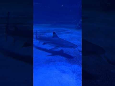 Baby shark swims by #legaseaaquarium #legasea #aqu 