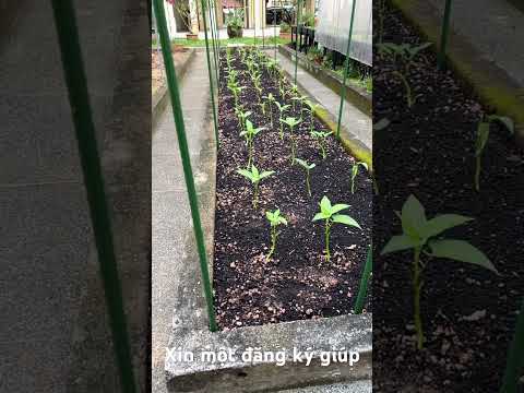 Dậy khi nào mới có Rau muống xào tỏi 🧄 an !