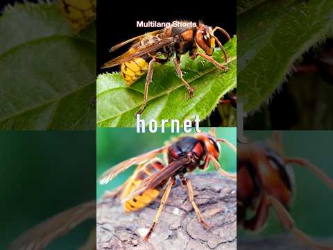 What’s a Hornet? Learn Insect Names!