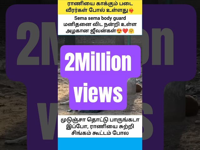 ஒருத்தர் கிட்ட நெருங்க முடியாது #shorts