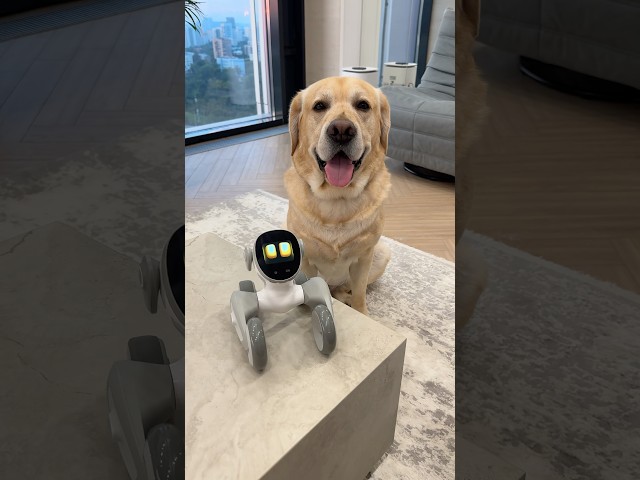 Роботы заменят собак?🐶