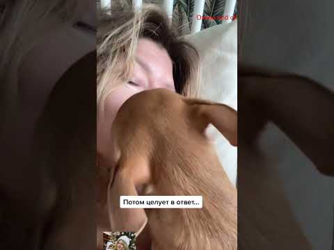 haha  #собака #chihuahuafanclub #funnydog #собака #chiuahua #puppy #продамщенкачихуа #chihuahua