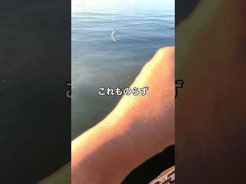 青物がフックアップしない #青物 #小名浜港の釣り #いわきの釣り