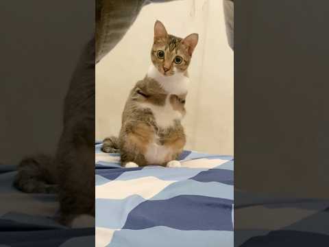 猫の動画サムネイル - Kittens are basic. Be a dinocat！🐱🦖#dinocattutu#dinosaur
