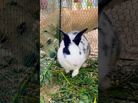 #cute #yummy #rabbit #rabbits #lovely #love #shortvideo #short #shorts #top #funny #shortvideo #top