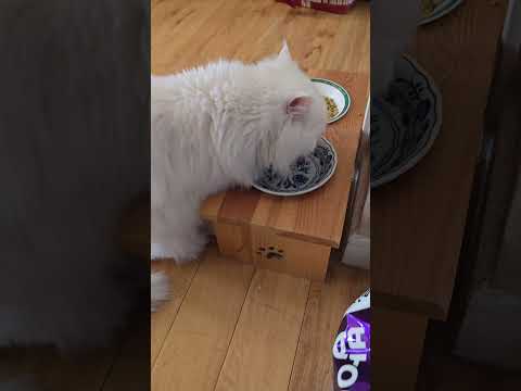 #고양이일상#먹방asmr#고양이음수량