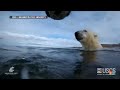 Cameras offer rare glimpse into lives of polar bears as they grapple with less sea ice  - 02:31 min - News - Video