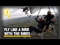 This Man Is Flying With Migratory Birds to Guide Them-Exclusive video