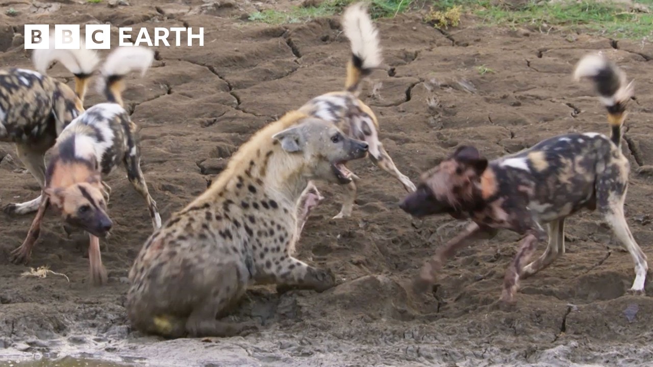 Lion Saves Pregnant Hyena from Wild Dog Attack | Kingdom | BBC Earth