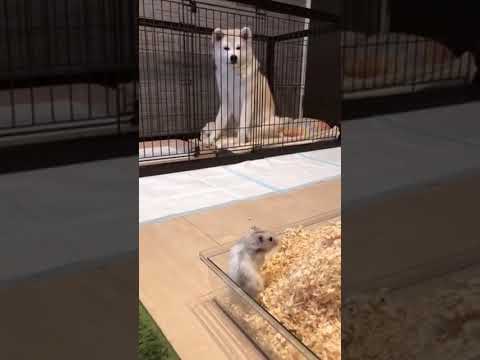 #akitainu ハムスターが気になる秋田犬
