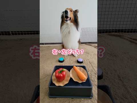 【右・左どっち?】犬がボタンで晩ごはん決めた結果【炊飯器クッキング】 #shorts #犬