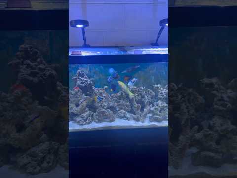 Saltwater Fish Only Tank 