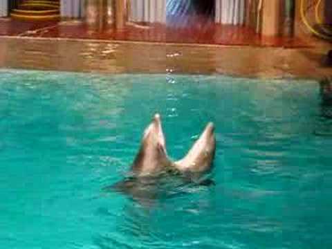Делфини играат танго