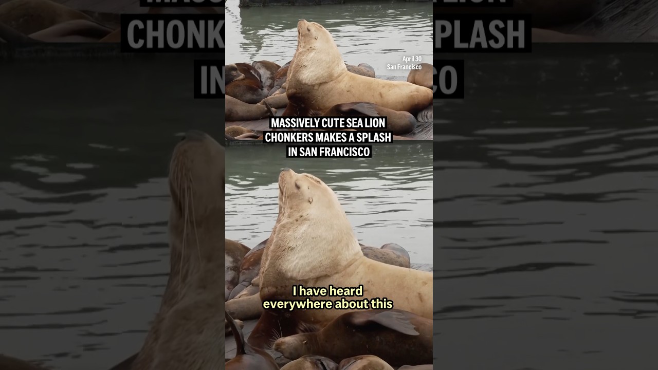 Massively cute sea lion Chonkers makes a splash in San Francisco