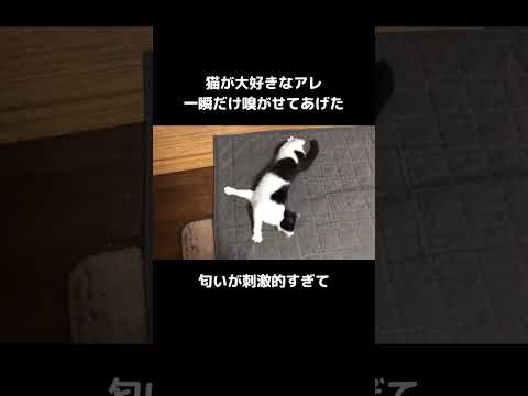 吸ってみな、飛ぶぞ #マタタビ #猫 #shorts サムネイル