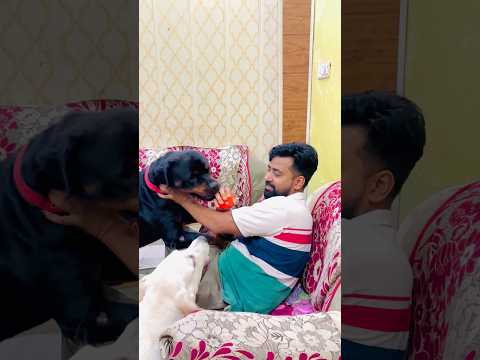 You Won’t Believe What Happened to Max and Bella! 😨 #Rottweiler #DogLove #ViralVideo #TrendingNow