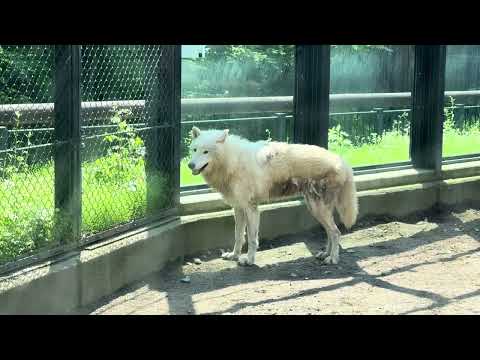 大きな犬のようなムーンくん　ホッキョクオオカミ　大森山動物園　IMG 9083 サムネイル
