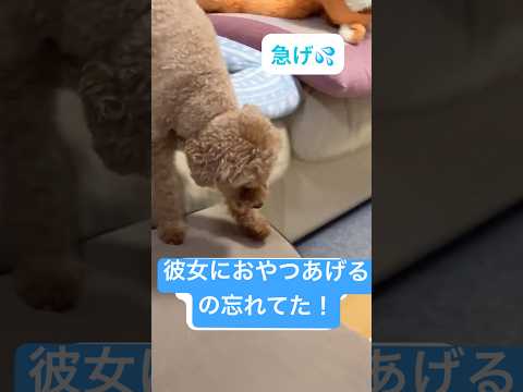 【トイプードル】オヤツあげるの忘れてた！【日常】 #トイプードル #トイプー #癒し #toypoodle #プードル #可愛い #犬のいる生活 #犬のいる暮らし