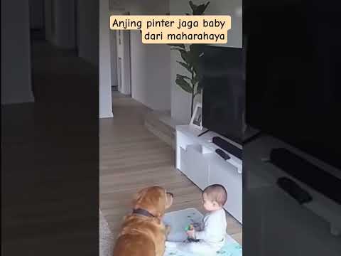 Anjing pinter jaga baby dari marahayana